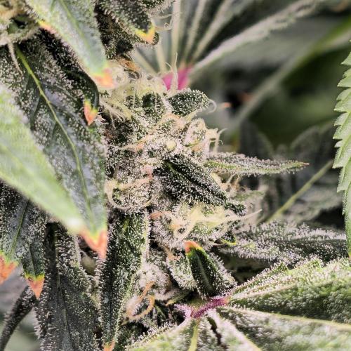 Gmo Cookies and White Widow Dwc. Week 8