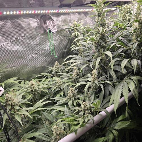 Gmo Cookies and White Widow Dwc. Week 8