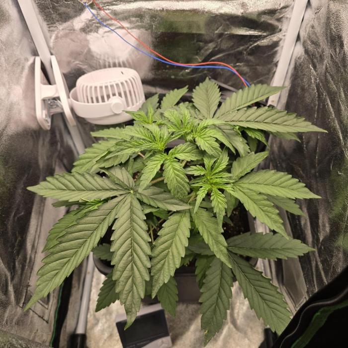 Apple Friter Auto Rqs. Week 2