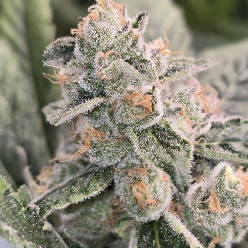 Gmo Cookies and White Widow Dwc. Week 9