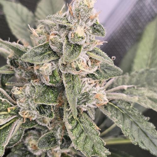 Gmo Cookies and White Widow Dwc. Week 9