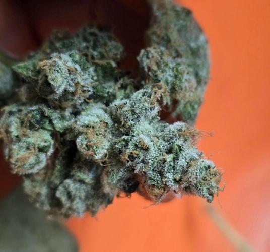 Gmo Cookies and White Widow Dwc. Week 10