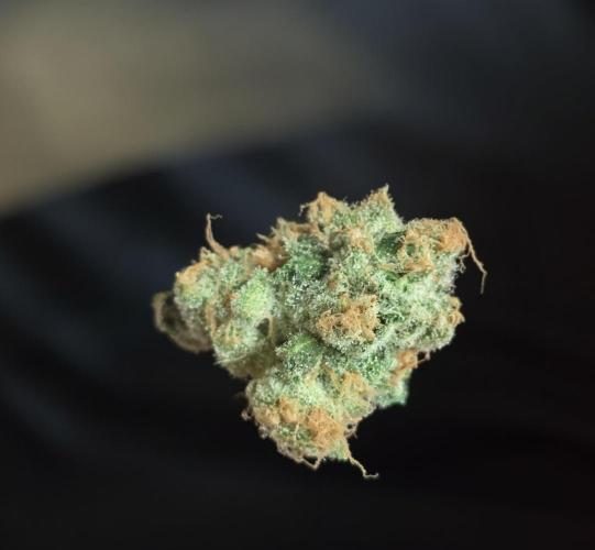 Gmo Cookies and White Widow Dwc. Week 10