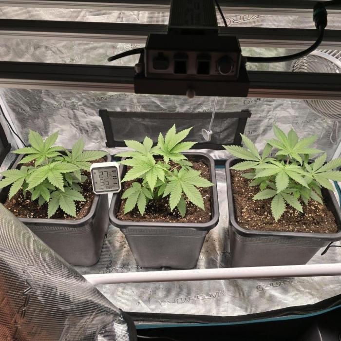 Wedding Cake, Lemon Skunk, Big Bud. Week 1