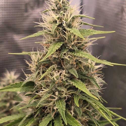 Wedding Cake, Lemon Skunk, Big Bud. Week 3 - Wedding cake