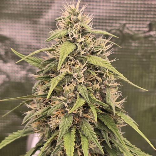 Wedding Cake, Lemon Skunk, Big Bud. Week 3 - Big Bud