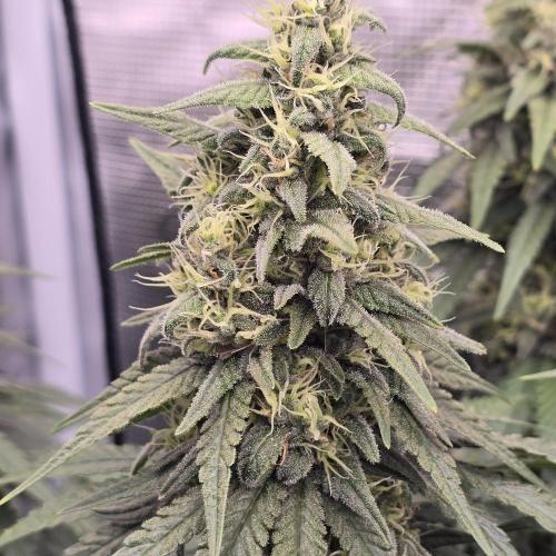 Wedding Cake, Lemon Skunk, Big Bud. Week 3 - Lemon Skunk