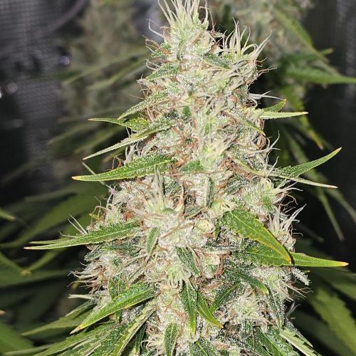 Wedding Cake, Lemon Skunk, Big Bud. Week 4
