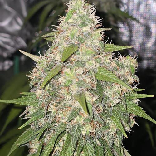Wedding Cake, Lemon Skunk, Big Bud. Week 4