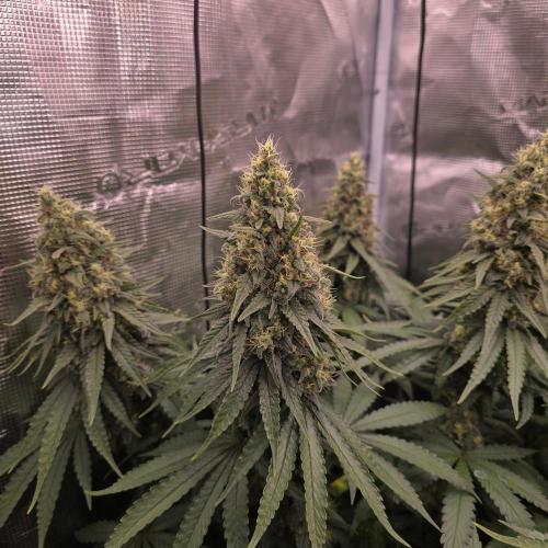 Wedding Cake, Lemon Skunk, Big Bud. Week 4