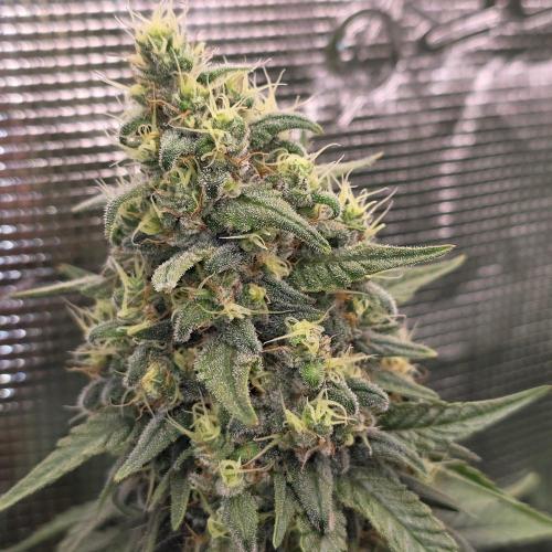 Wedding Cake, Lemon Skunk, Big Bud. Week 4