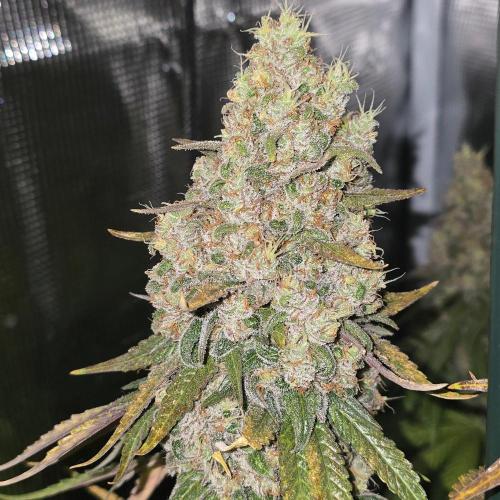 Wedding Cake, Lemon Skunk, Big Bud. Week 6 - Wedding Cake