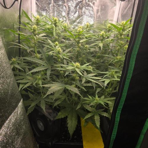 Gorilla Z Auto. Week 4