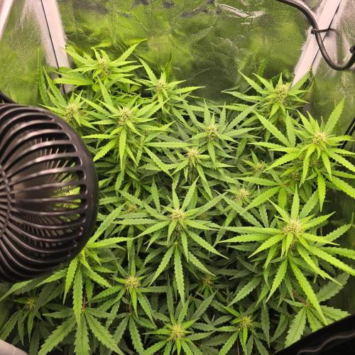 Gorilla Z Auto. Week 5