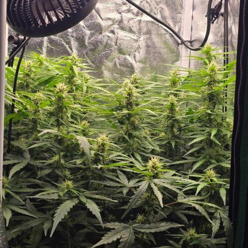 Gorilla Z Auto. Week 5