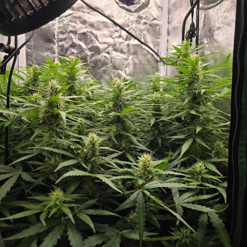 Gorilla Z Auto. Week 6
