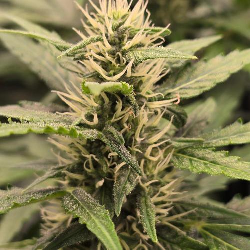 Gorilla Z Auto. Week 6