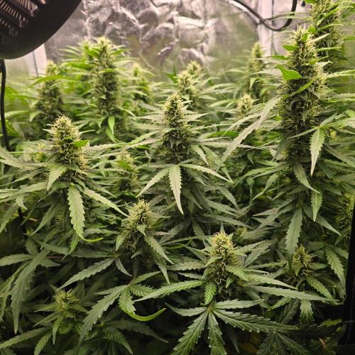 Gorilla Z Auto. Week 7