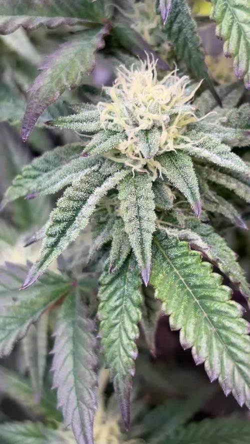 Rs11 x Hollywood by Cookies