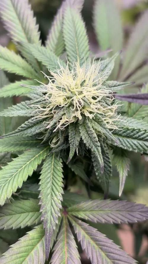 Rs11 x Hollywood by Cookies