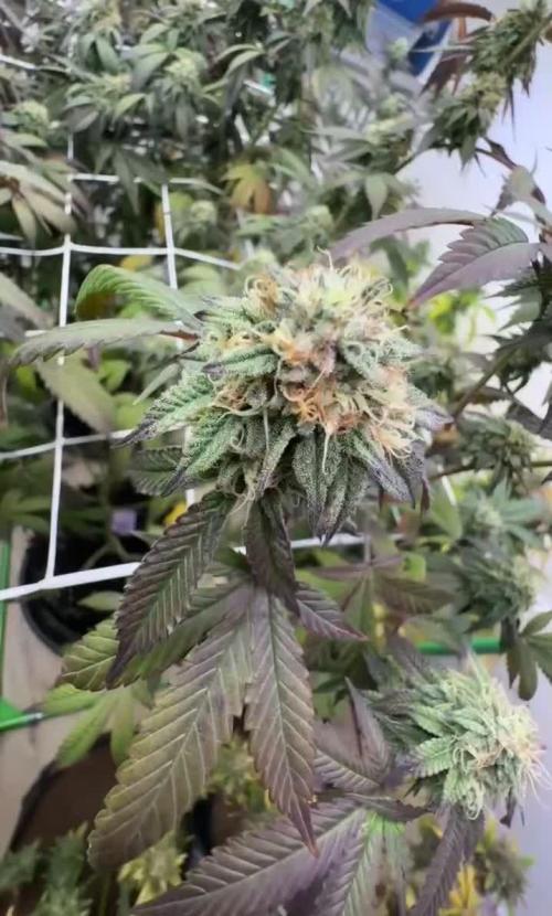 Rs11 x Hollywood by Cookies