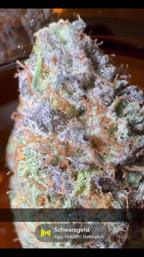 Gelato by Zamnesia
