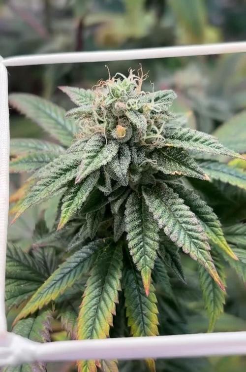 Caramel Cream by HSC