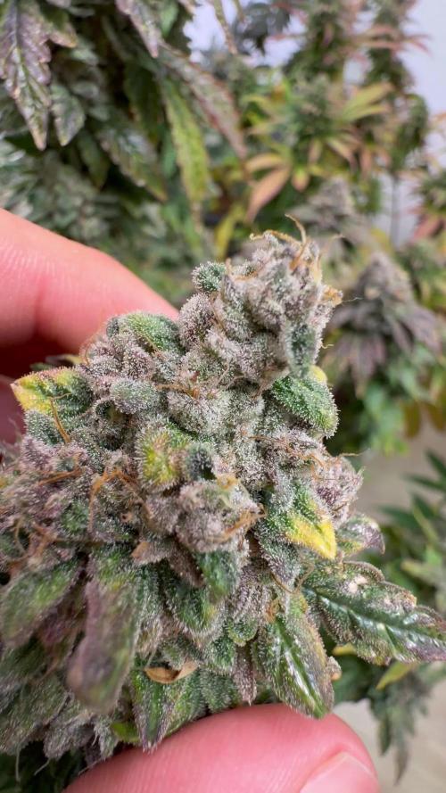 Caramel Cream by HSC