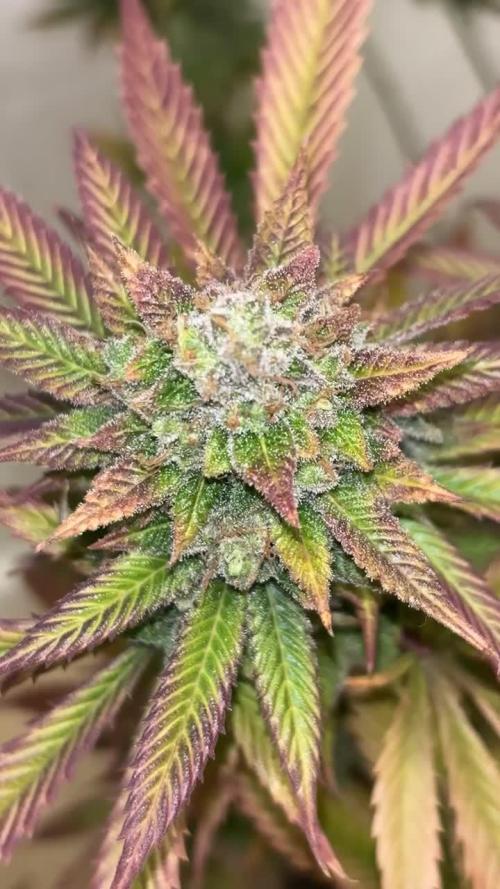 WhiteDomina by Kannabia