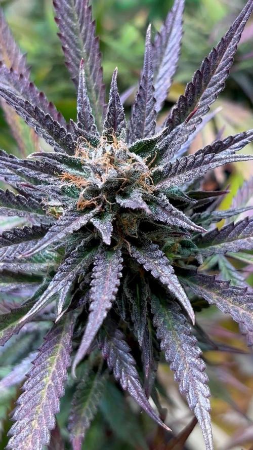 Sun-of-a-Peach by Anesia