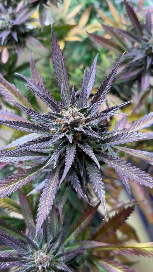 Sun-of-a-Peach by Anesia