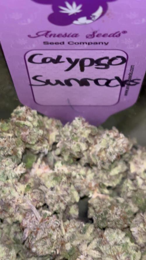 Calypso Sunrocks by Anesia Seeds