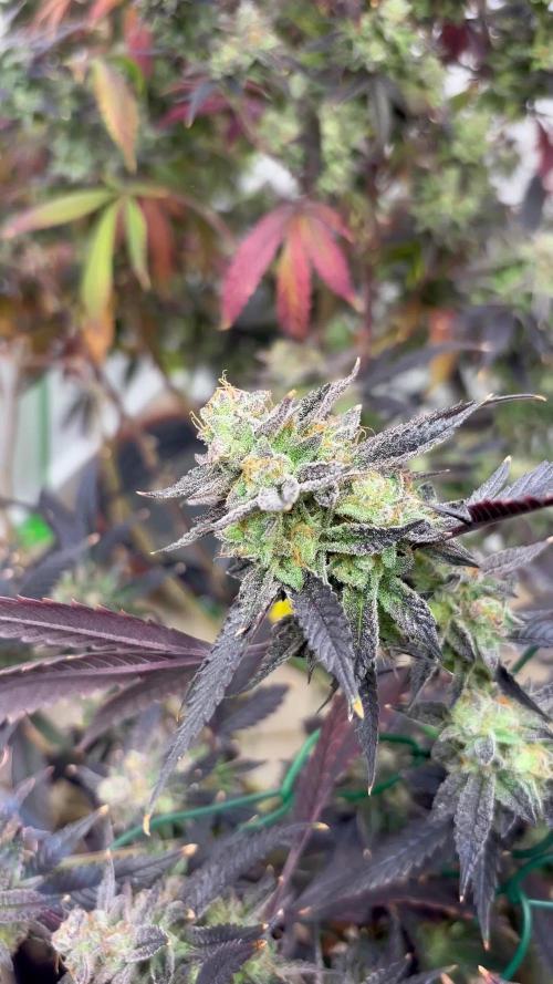 Rs11xHollywood by Cookies