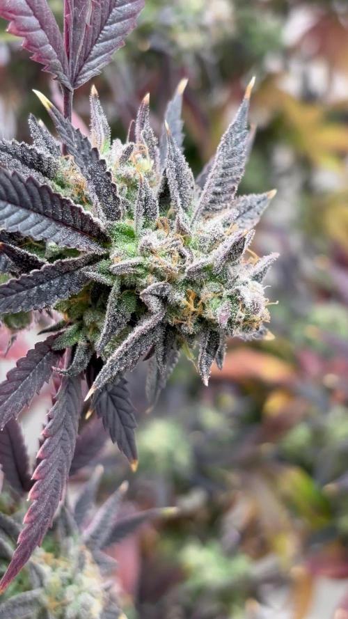 Rs11xHollywood by Cookies