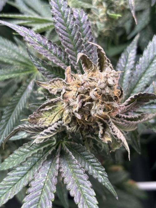 BlackForestGrower