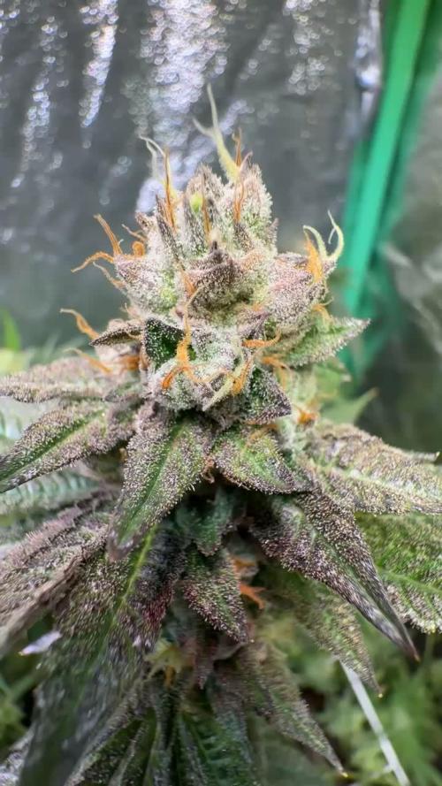 LemonCherryPop @Cookies