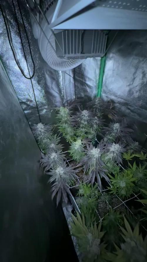 APPLES&BANANAS BY KANNABIA