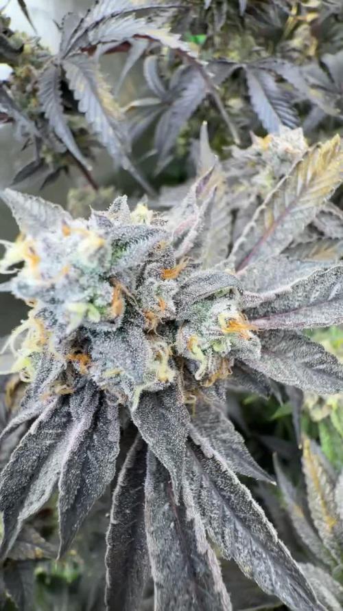 Permanent Marker by Doja x SeedJunky