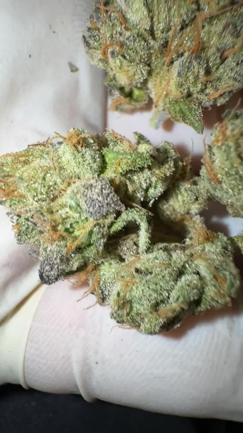 LemonCherryPop @Cookies