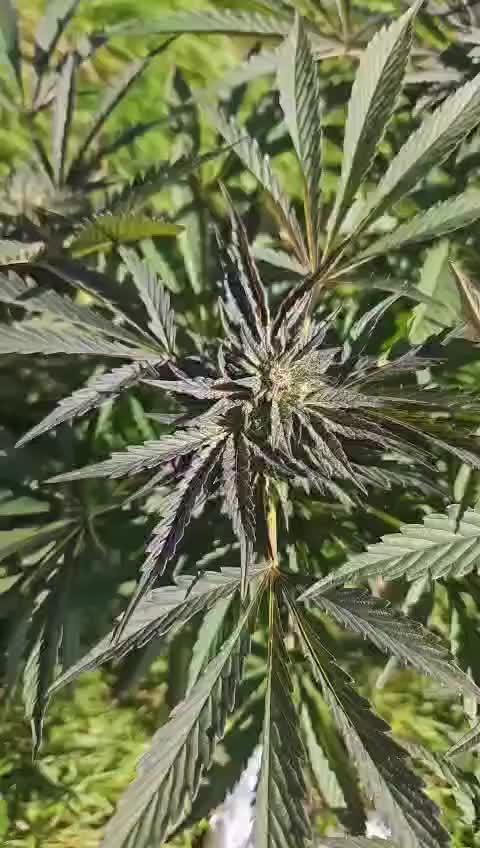 Caramel Cream by HSC