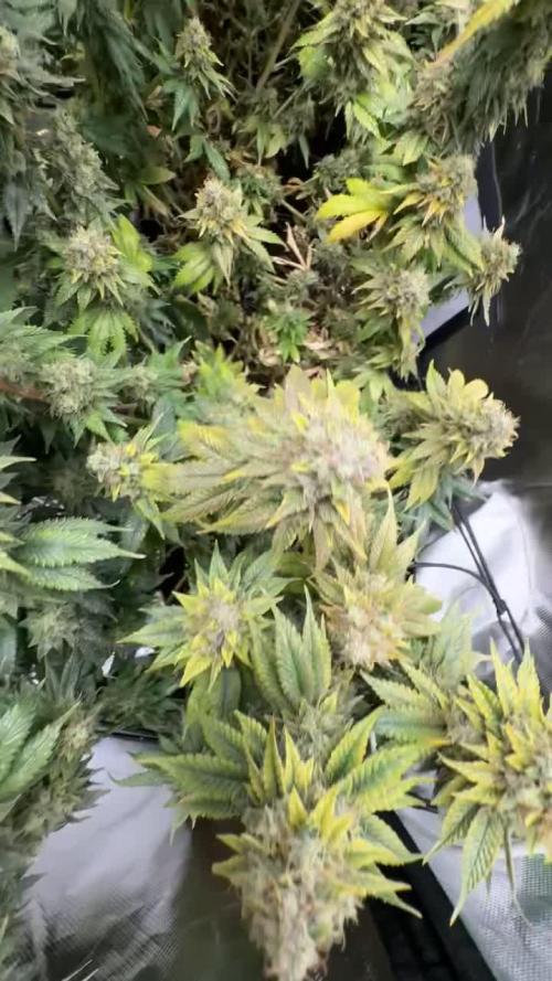 Marshmallow OG by Compound Genetics