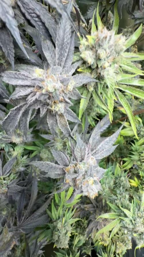 Permanent Marker by Doja x SeedJunky