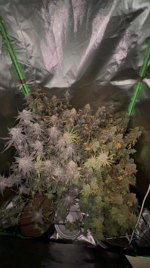 Permanent Marker by Doja x SeedJunky