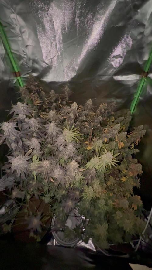 Marshmallow OG by Compound Genetics