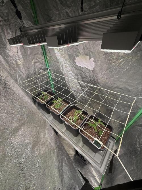 Strawberry Pavé by Compound Genetics. Week 1