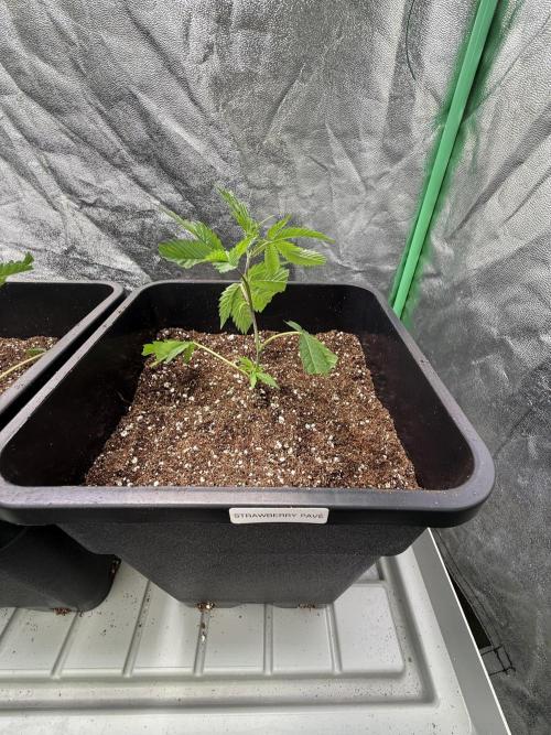 Strawberry Pavé by Compound Genetics. Week 1