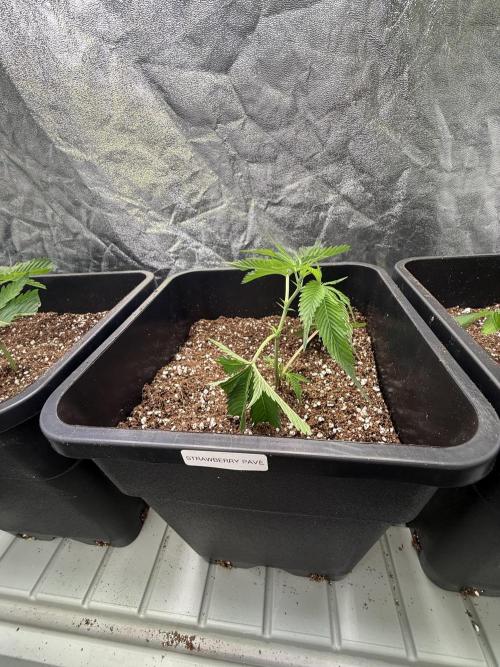 Strawberry Pavé by Compound Genetics. Week 1