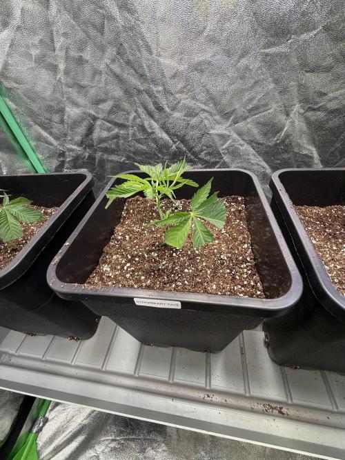 Strawberry Pavé by Compound Genetics. Week 1