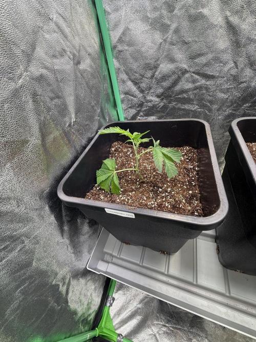 Strawberry Pavé by Compound Genetics. Week 1