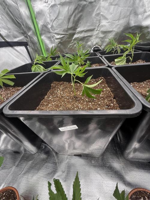 Emergen C by Seedjunky. Week 1 - Day 1